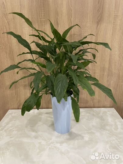 Спатифиллум