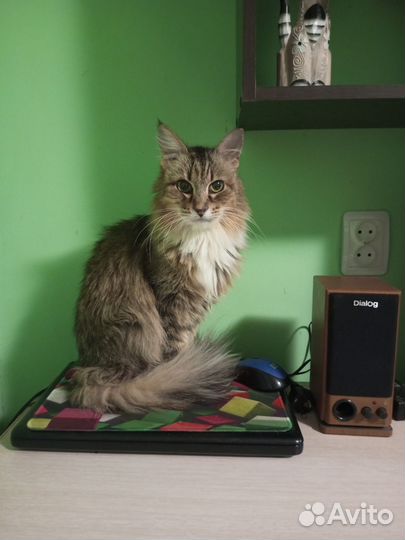 Стрижка домашняя для кошек и мелких собак