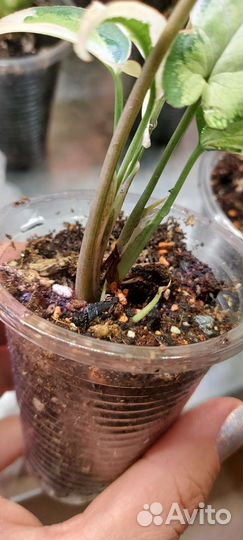 Сингониум Старлайт