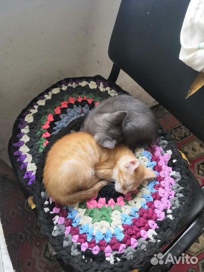 Кошки в добрые руки