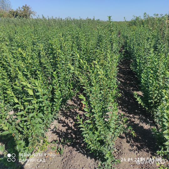 Кустарники бирючина