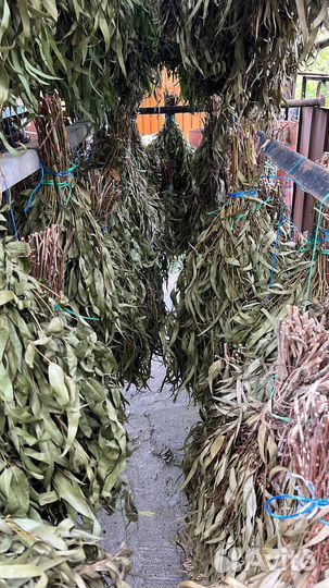 Дубовые берёзовые эвкалиптовые веники для бани