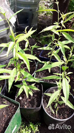 Персик Памяти Бубновского