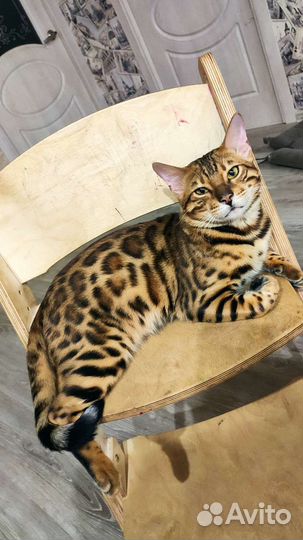 Бенгальский кот вязка