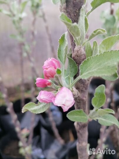 Колоновидные саженцы груши и яблони