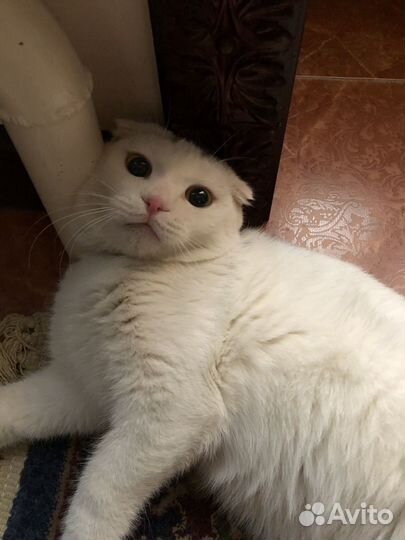 Кошка,отдаю в добр.руки