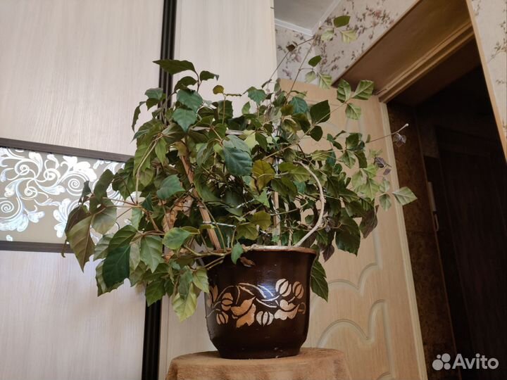 Цветок комнатный Циссус, Берёзка