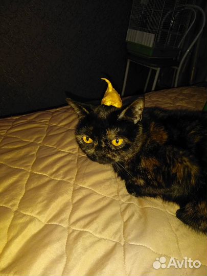 Котята/кошечки