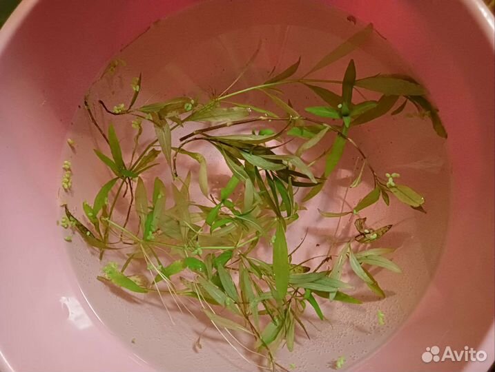 Растения для аквариума