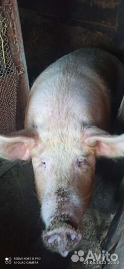 Свиноматка. Хряк