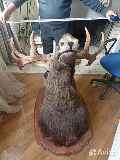Чучело головы лося