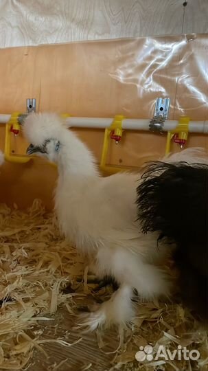 Инкубационное яйцо тех.перепела и породных кур