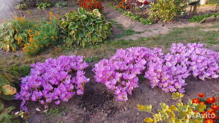 Безвременник