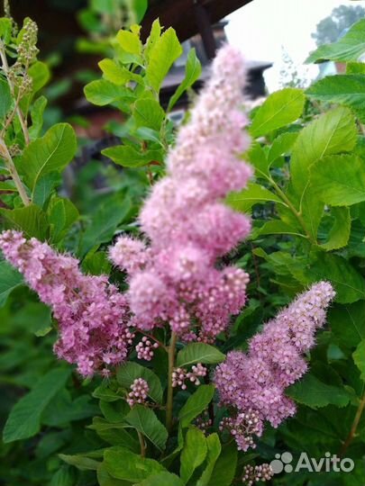 Спирея, обмен на корни пионов