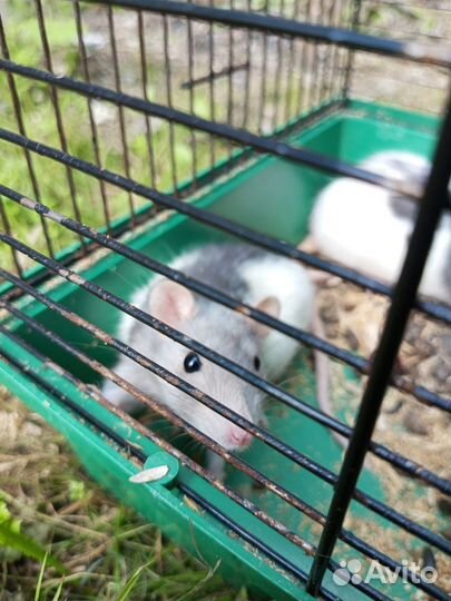 Крыса дамбо