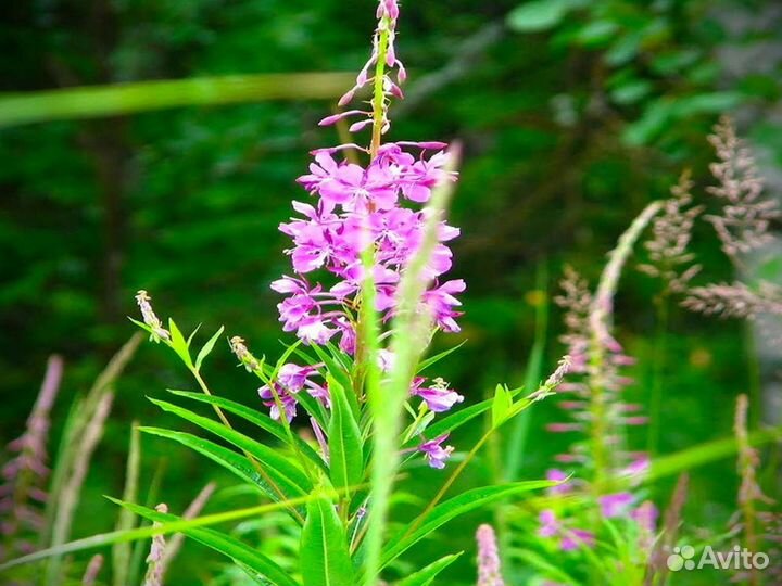 Иван-чай 1кг кипрей свежий урожай 2023, для зож