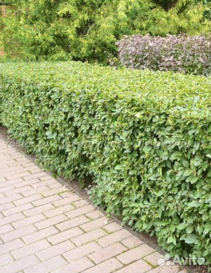 Кизильник блестящий