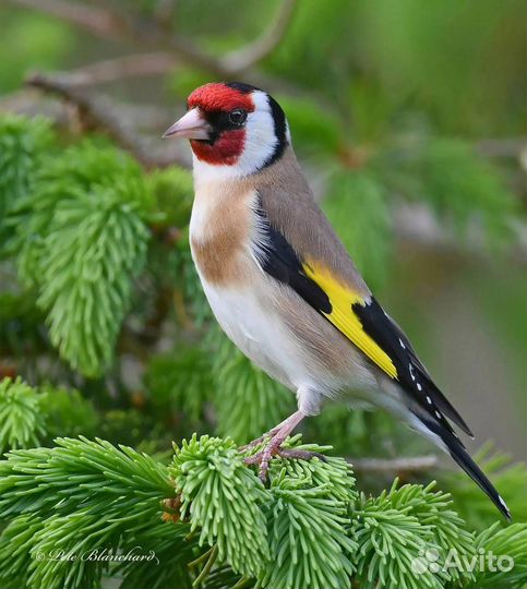 Птица щегол