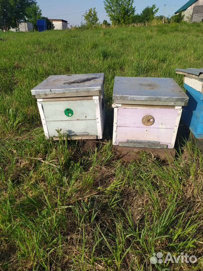 Улья с пчелами, обмен на мёд