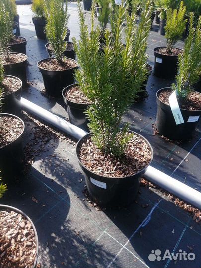 Тис ягодный