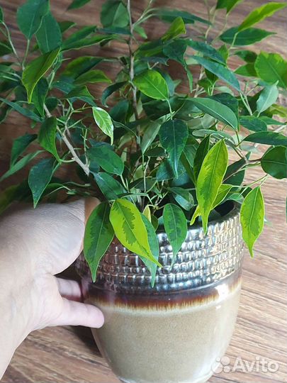 Фикус бенджамина