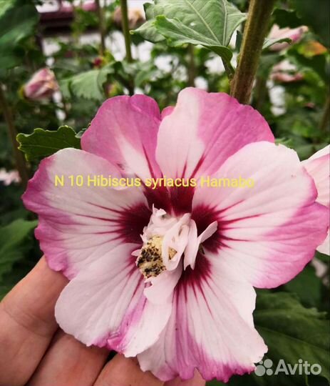 Hibiscus syriacus Hamabo, Purple Pillar