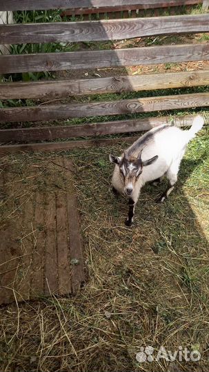 Зааненская коза