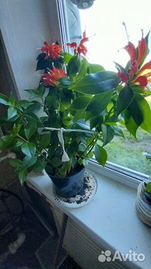 Эсхинантус