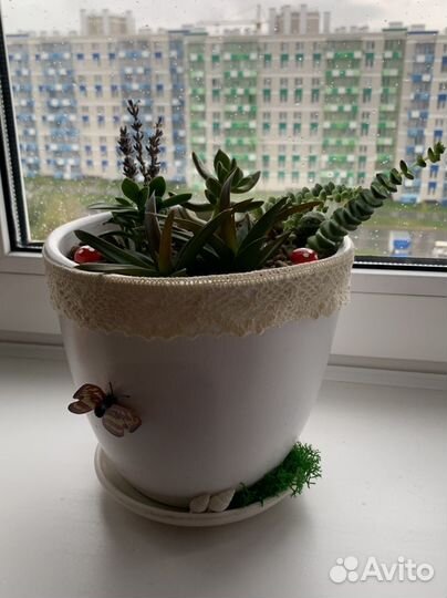 Суккуленты