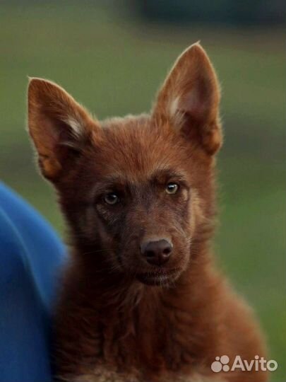 Цветная овчарка