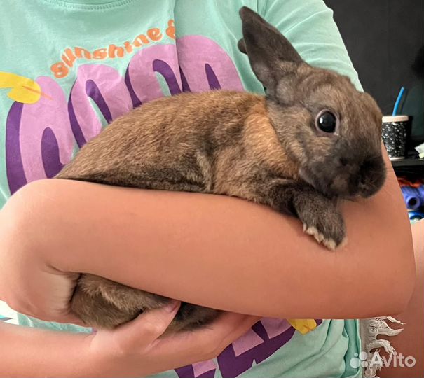 Продам декоративного кролика(самец)