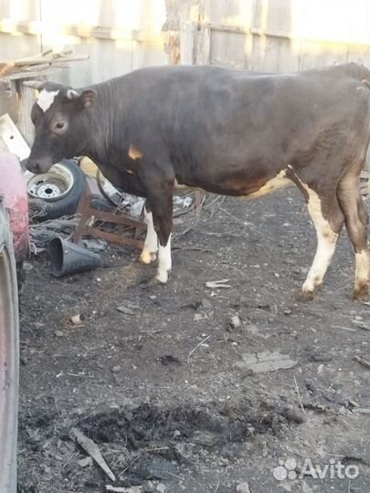 Телка 1.5 года