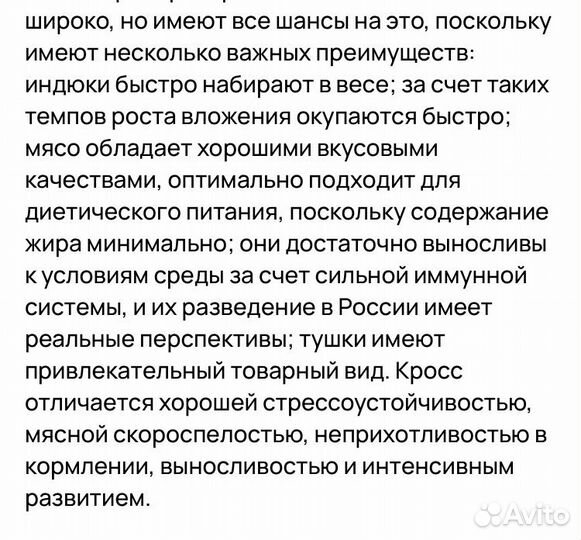 Индюшата Хайбрид Грейд Мейкер