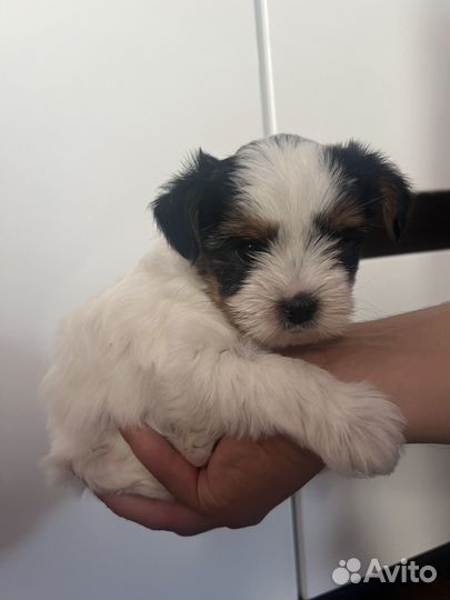 Бивер девочка