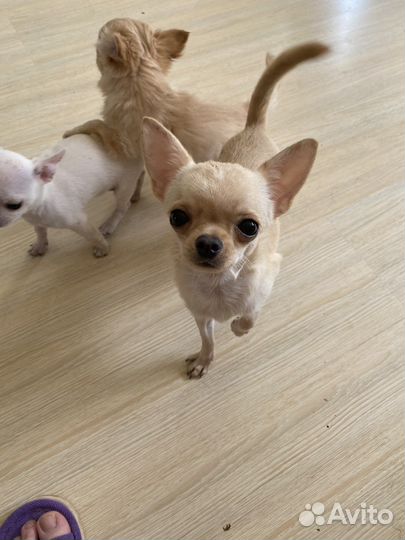 Замечательный мальчик