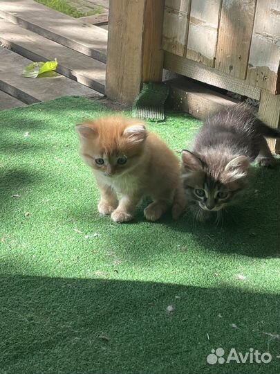 Котята и кошки