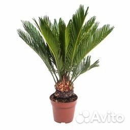 Высокие растения