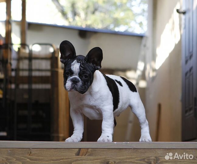 Французский бульдог