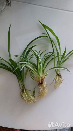 Хлорофитум