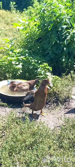 Шоколад индаутки