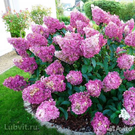 Гортензия саженцы