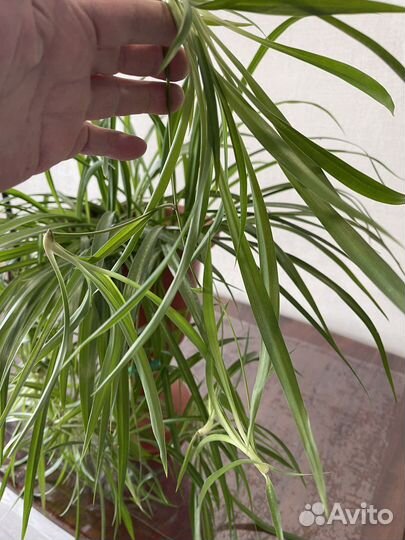 Хлорофитум