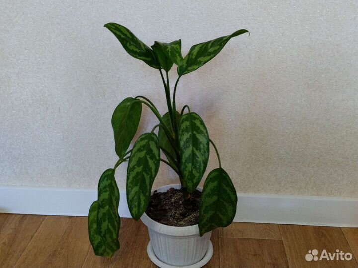 Комнатные цветы