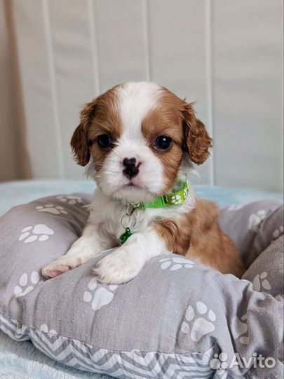 Кавалер мини мальчик с документами РКФ