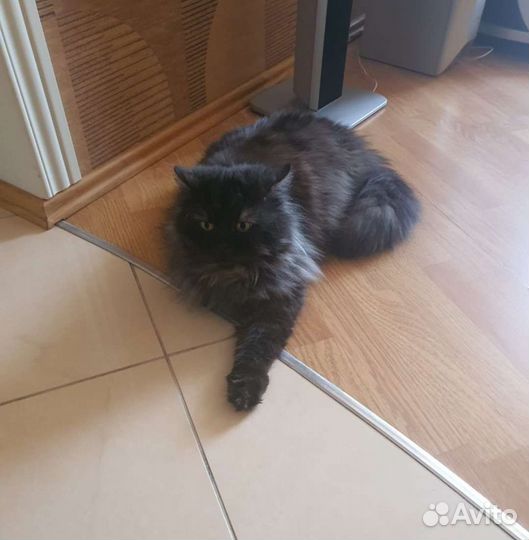 Британский кот, длинношерстный