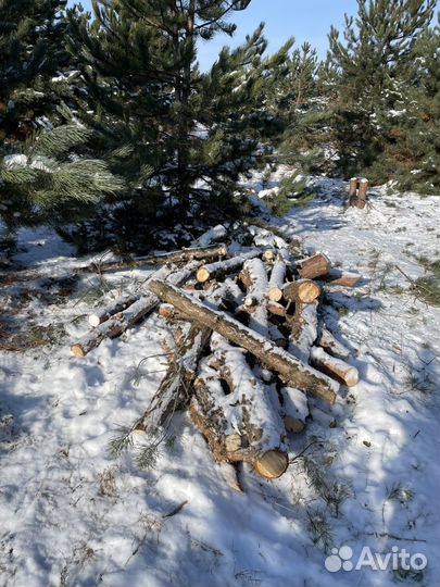Ветки, бревна сосны