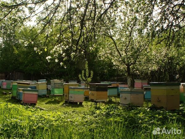 Мёд 2024 года Алтайский опт