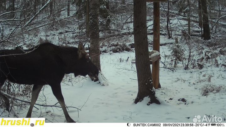 Фотоловушка Suntek hc900м(GSM) фото на Почту / MMC
