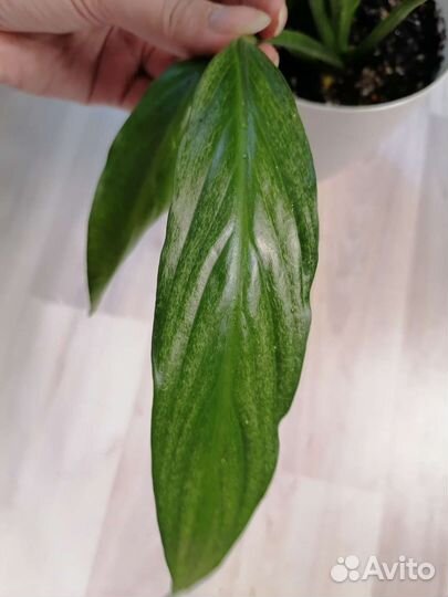 Спатифиллум сильвер купидо