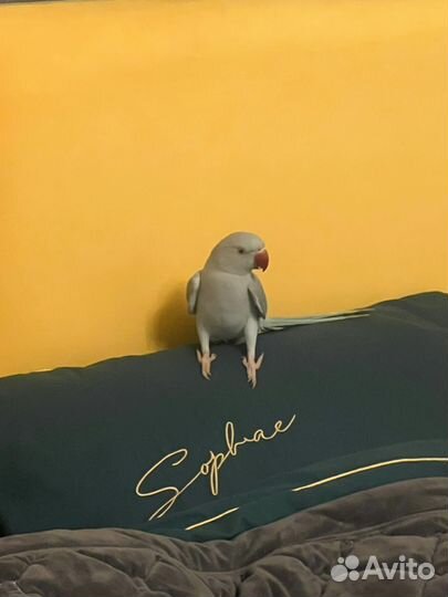 Ожереловый попугай самец